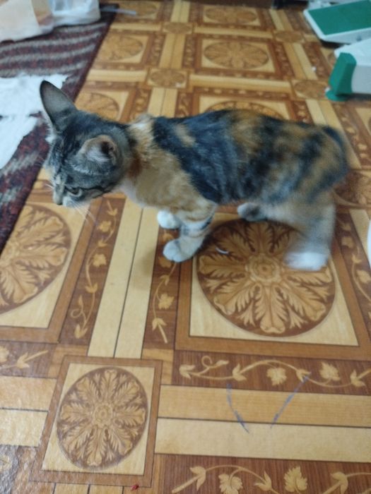 Черно оранжевый котенок