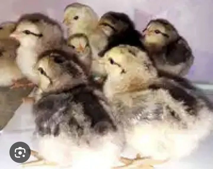 Барковский зотли товукларни жужалари