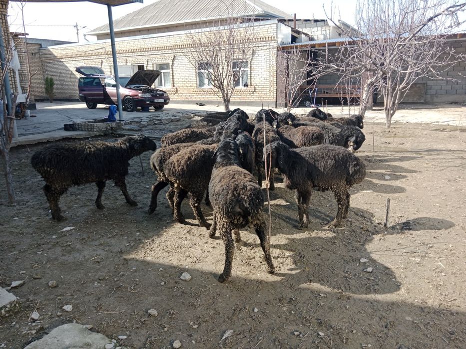 Қошқарлар кошкар