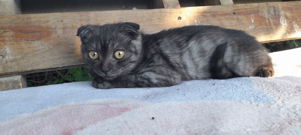 Scottish fold mascul.