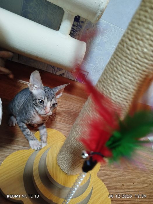 Продам канадского сфинкса