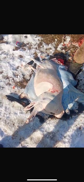 Семіз қой сатылады откормда 3 ай турған