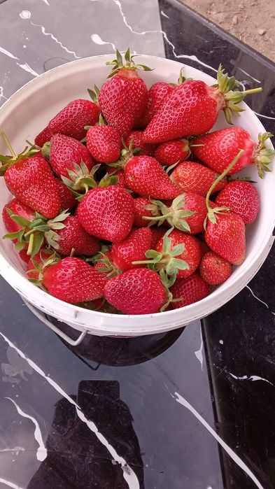 Продавам рассад ягоди.