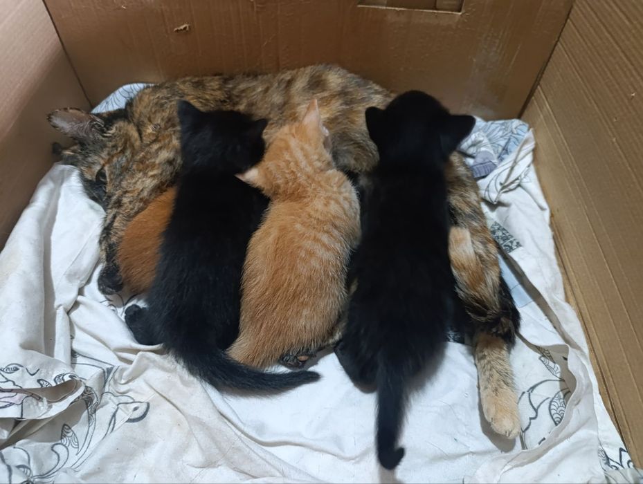 Отдаю кошку и котят в хорошие руки!
