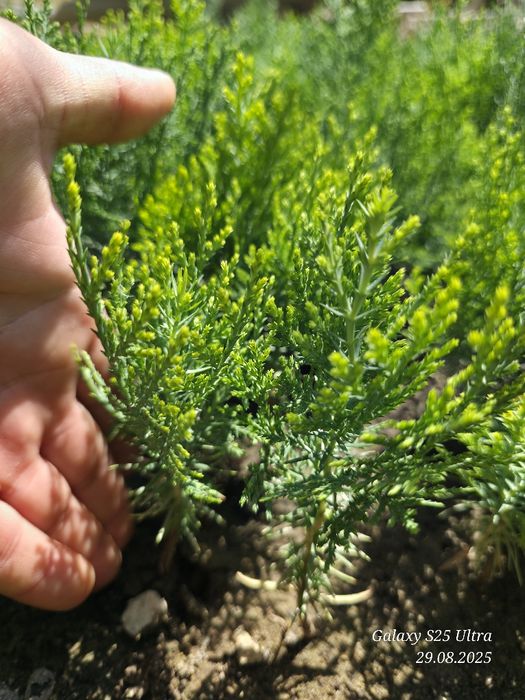 Туя голд кучатлари