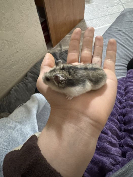 Продам хомячков джунгарских