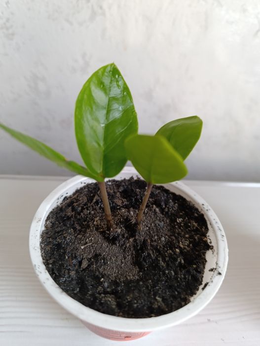 Долларовое дерево