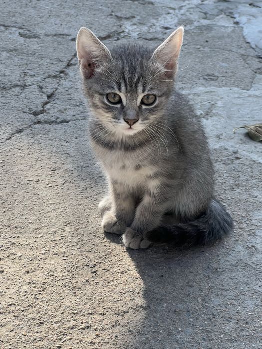 Отдам котят бесплатно
