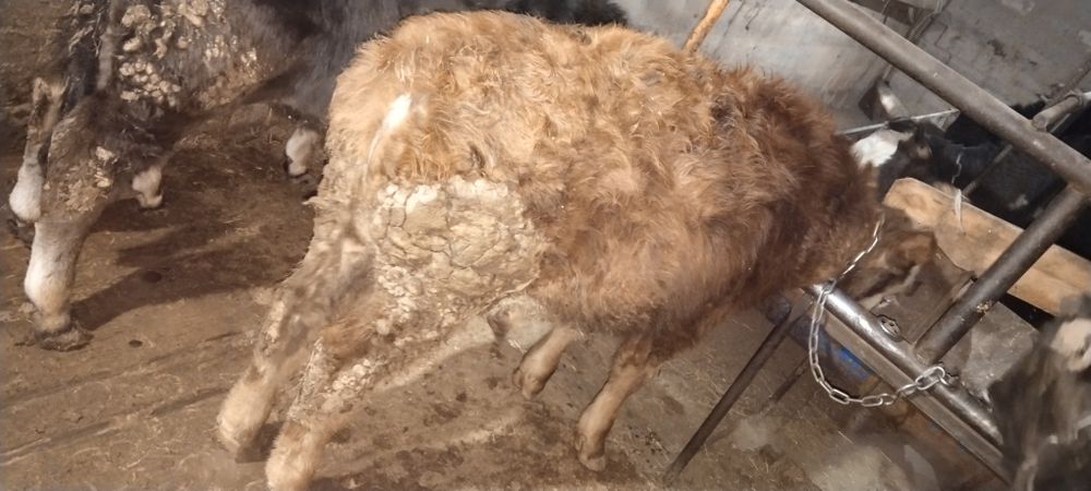 Продам бычков 10 месяцев