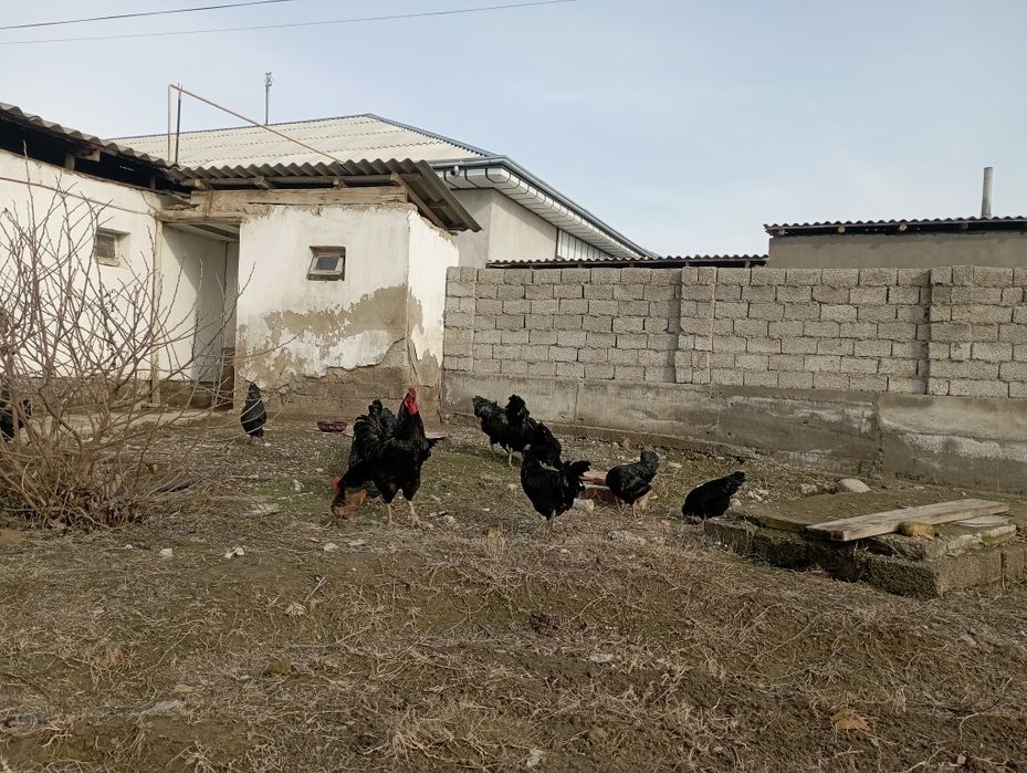 Qora shaxzoda tuxum lari bor zakaz olamiz