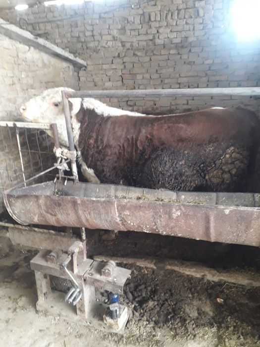 Gereford Buqa sotiladi