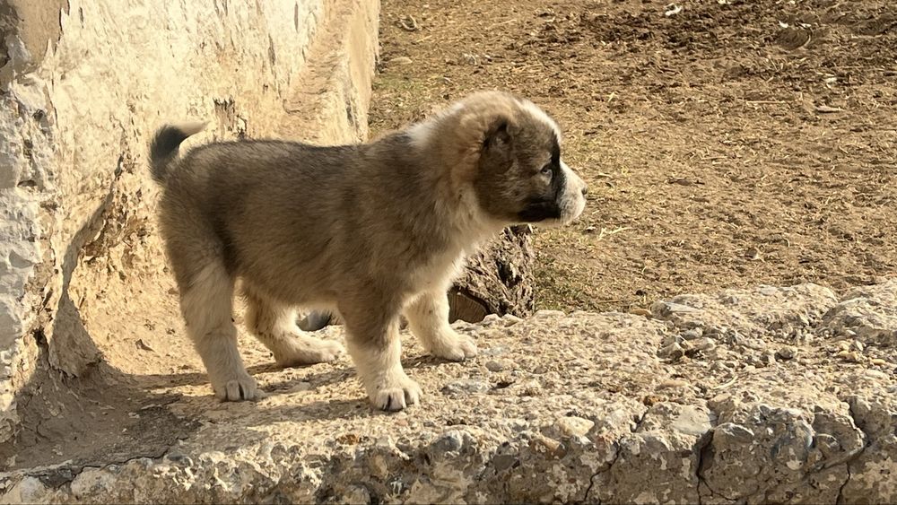 Төбет күшік сатылады