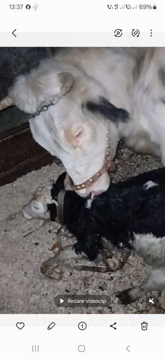 De vânzare vacă cu vițel