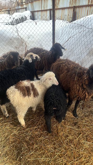 Продам баранов 6шт.