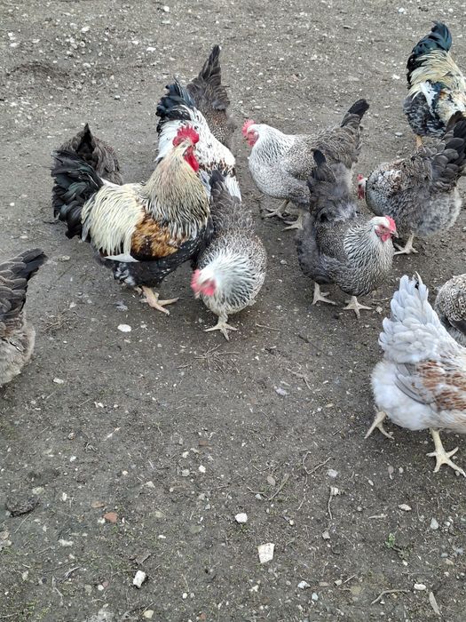 Яйца от катунски кокошки