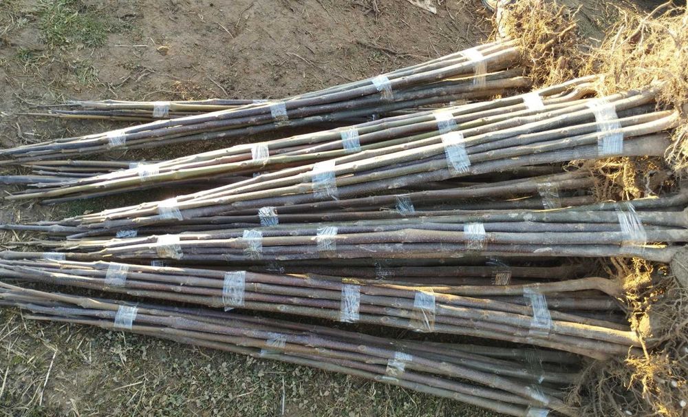 Puieți de Paulownia