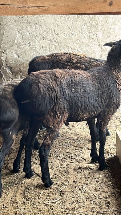 3 бас Қой сатылады. Баран / овца