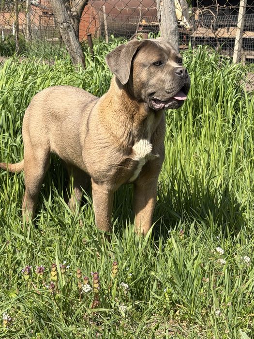 Mascul Cane Corso
