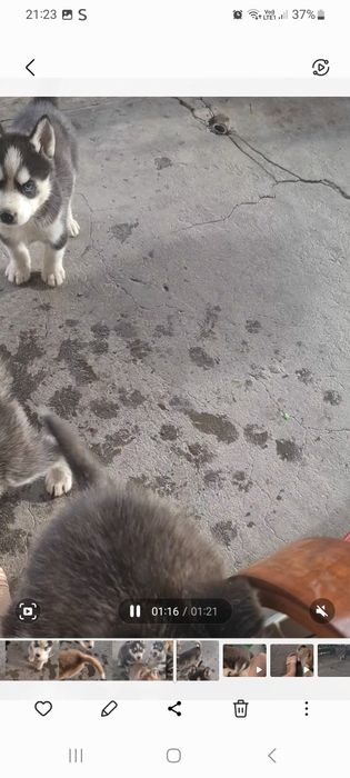 Pui husky siberian , vaccinați, deparazitati, carnet de sănătate
