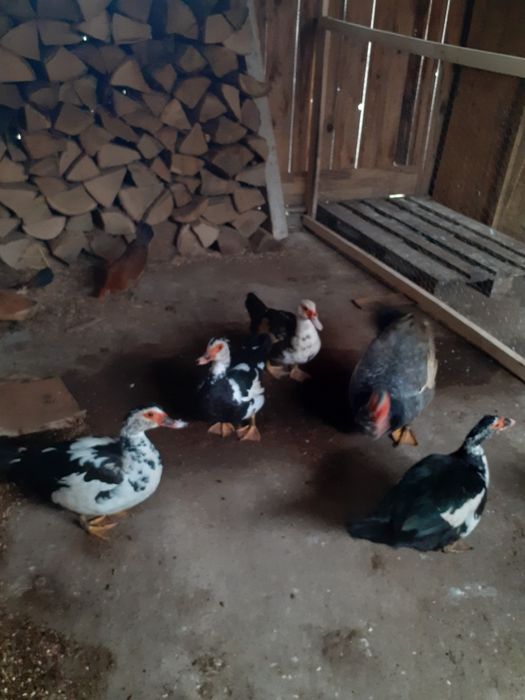 Rate mute 2024 mai multe culorii