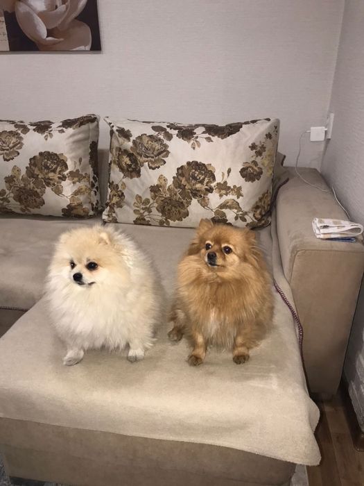 Померанский шпиц