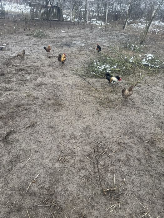 Vand oua incubat gainuse pitice