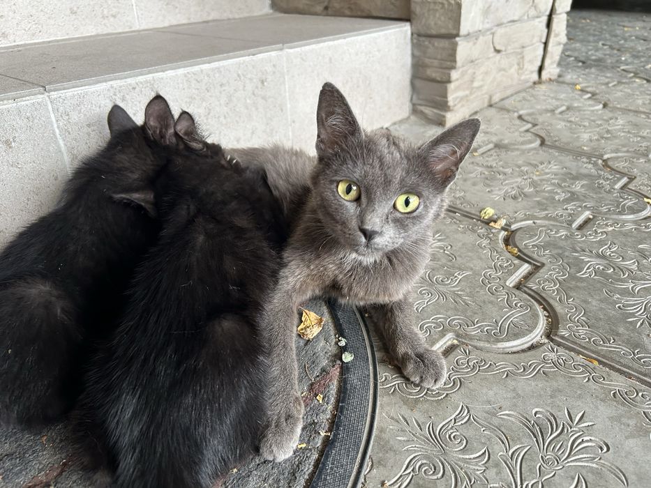 Котята и кошка