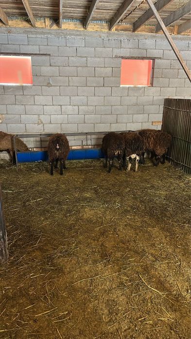 Бараны оптом  количесство 24