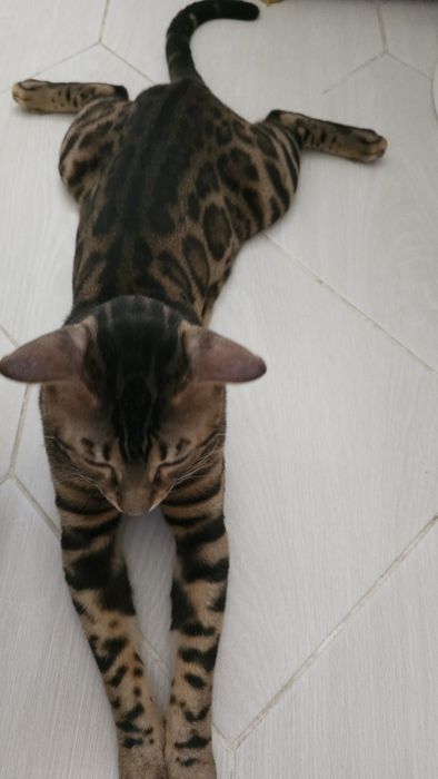 Вязка Бенгальский кот