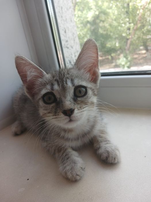 Котята.      !      .