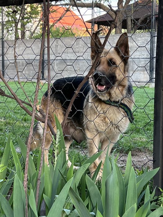 Овчарка ВЕО девочка