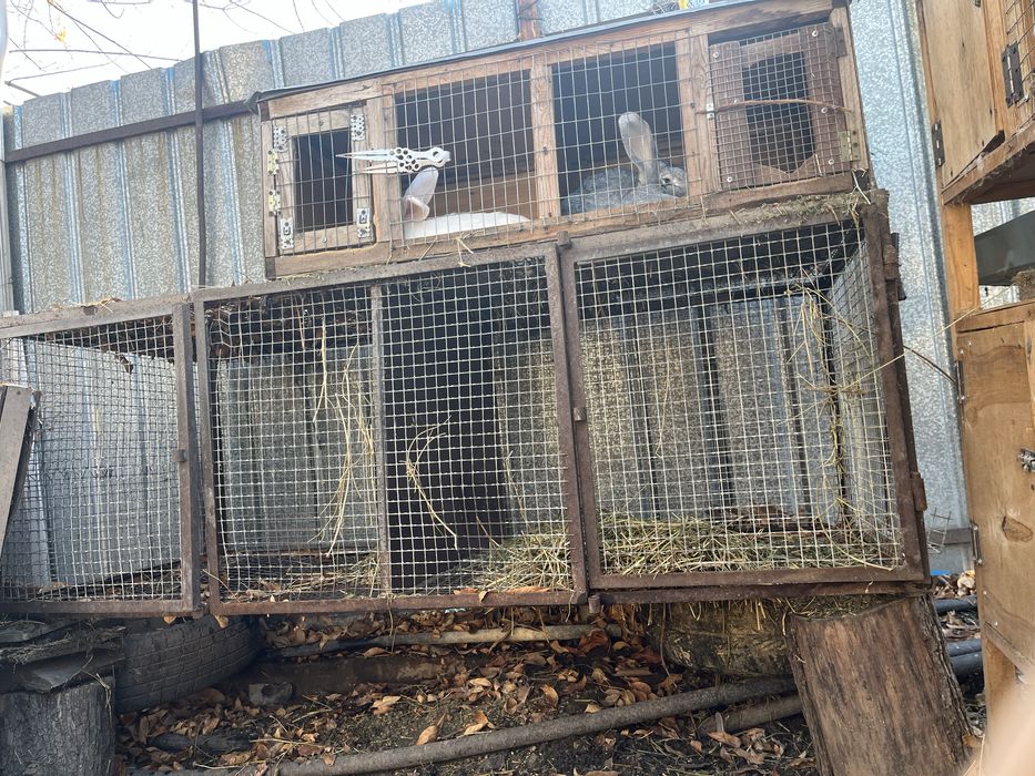 Клетки для еоллов и цыплят