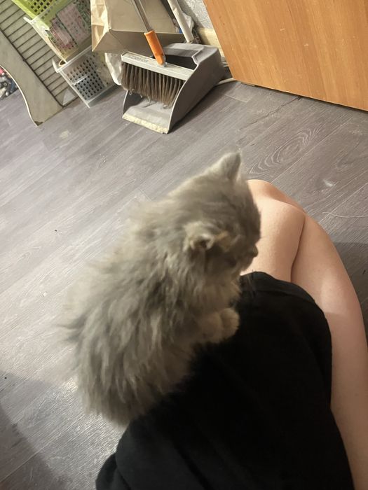 Котёнок девочка в хорошие руки