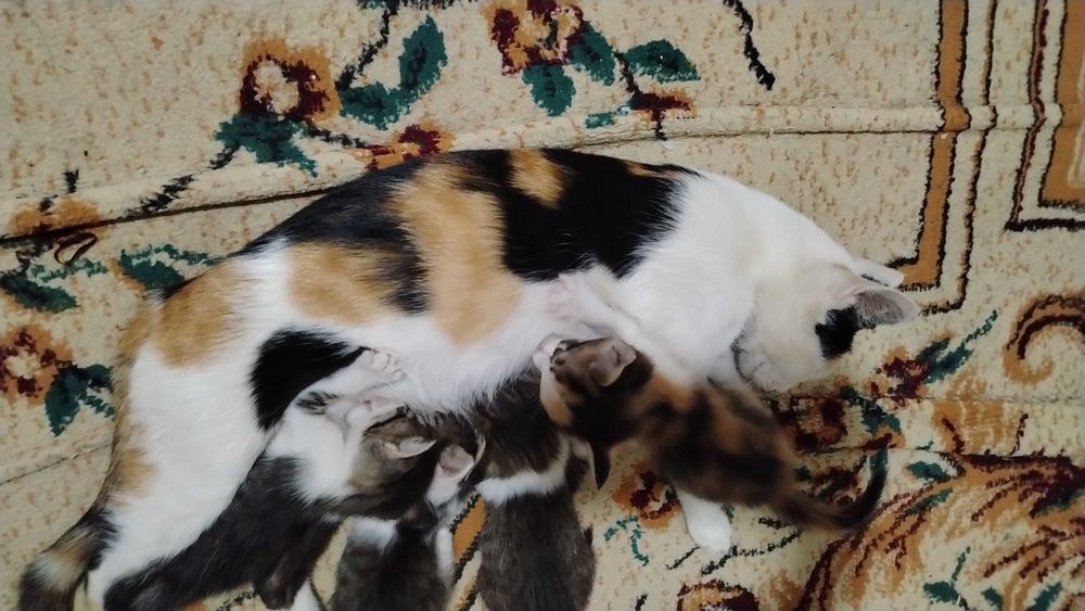 Uy mushugi va 4 ta 1 oylik bolalari bor. Kerak bo'lsa BEPUL beriladi.