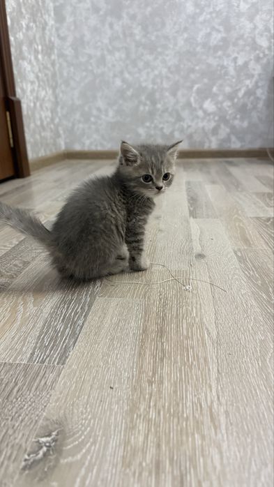 Шотландская скоттиш страйт