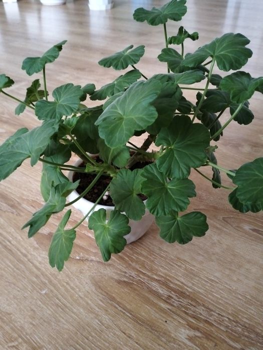 Продам финиковые пальмы