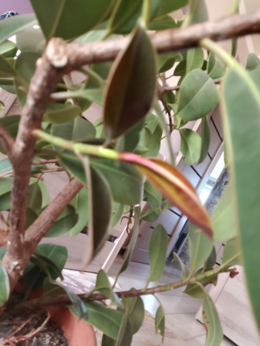 Продаю большой фикус Сарань