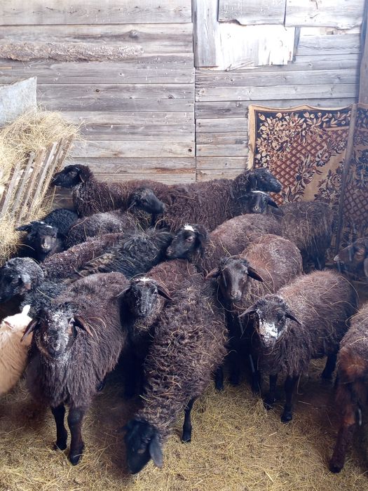 Продам молодых ярочек