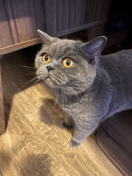 Motănel  British Shorthair Color Point