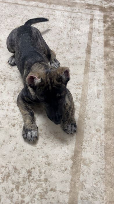 Щенок Стафорд 3 месяца