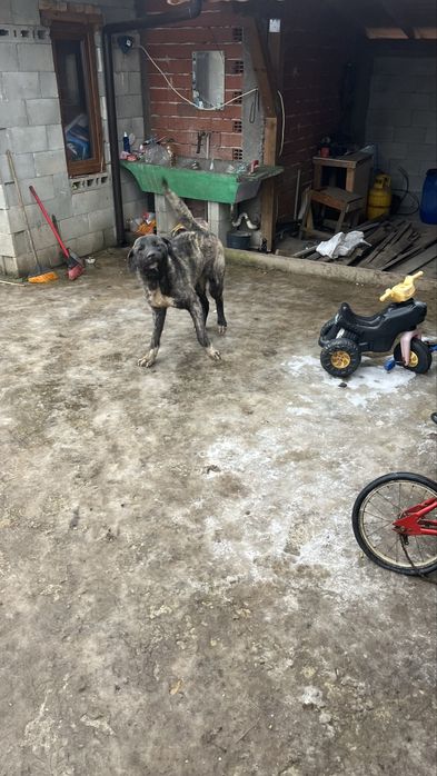 Продават се турси канкал 2 броя на по 8 месеца