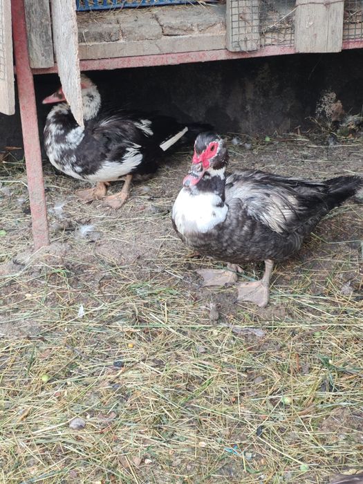 Vând rațe mute ...