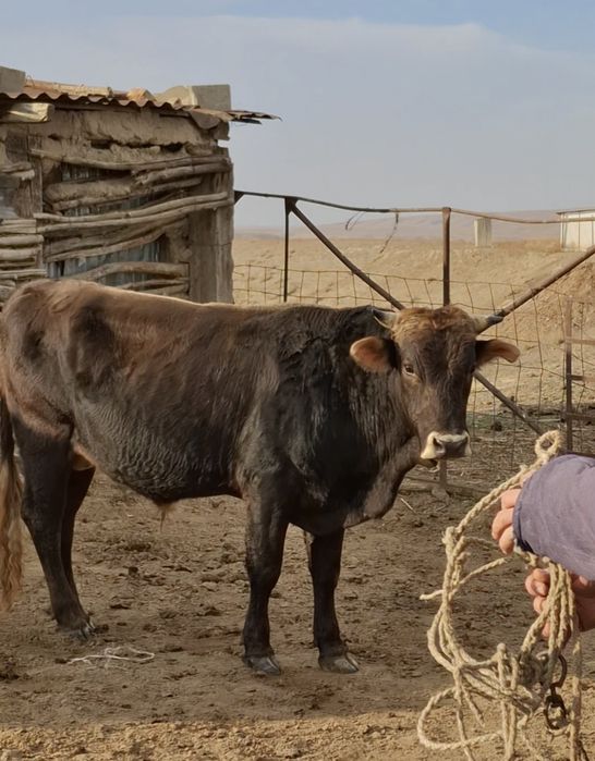 Бұқа 2 жарым жасар