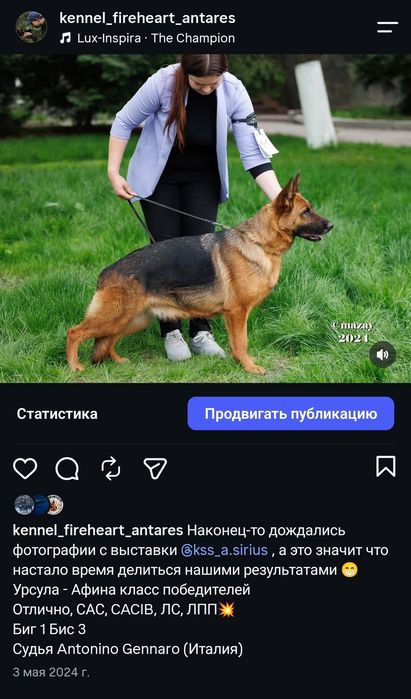 Щенки немецкой овчарки с документами кобель/сука/ щенок
