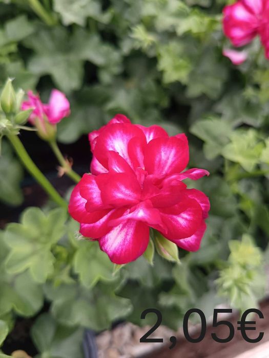 Цветя на Едро и Дребно!Градински център "Далия" гр.Садово.