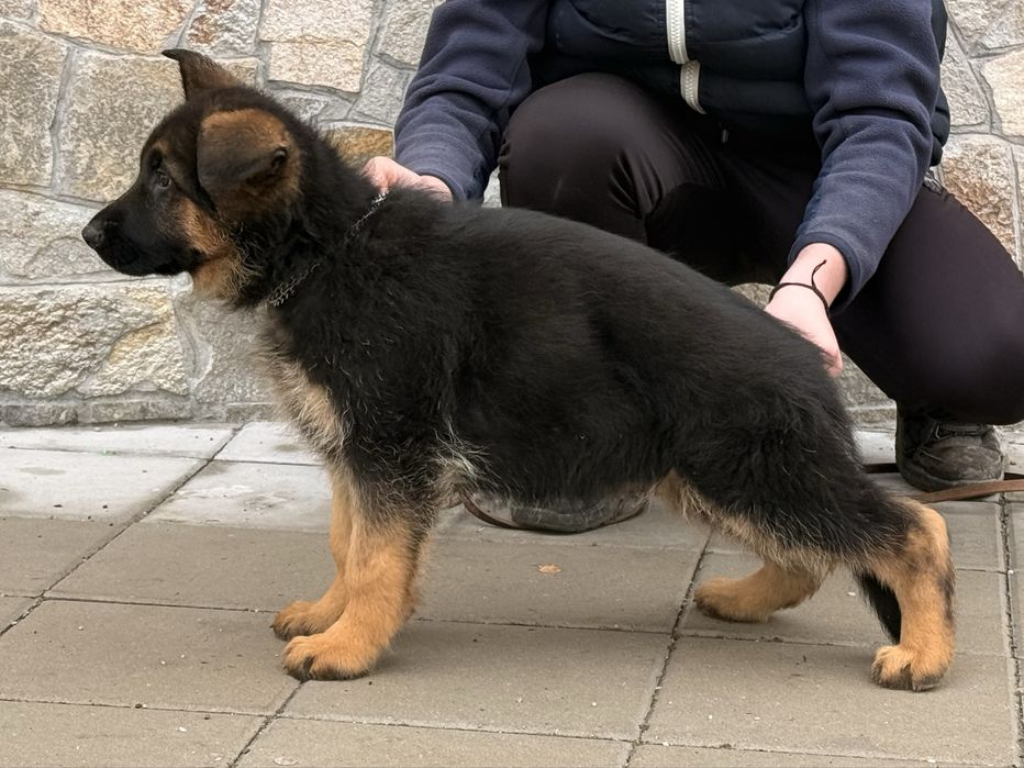 Немска овчарка мъжко куче