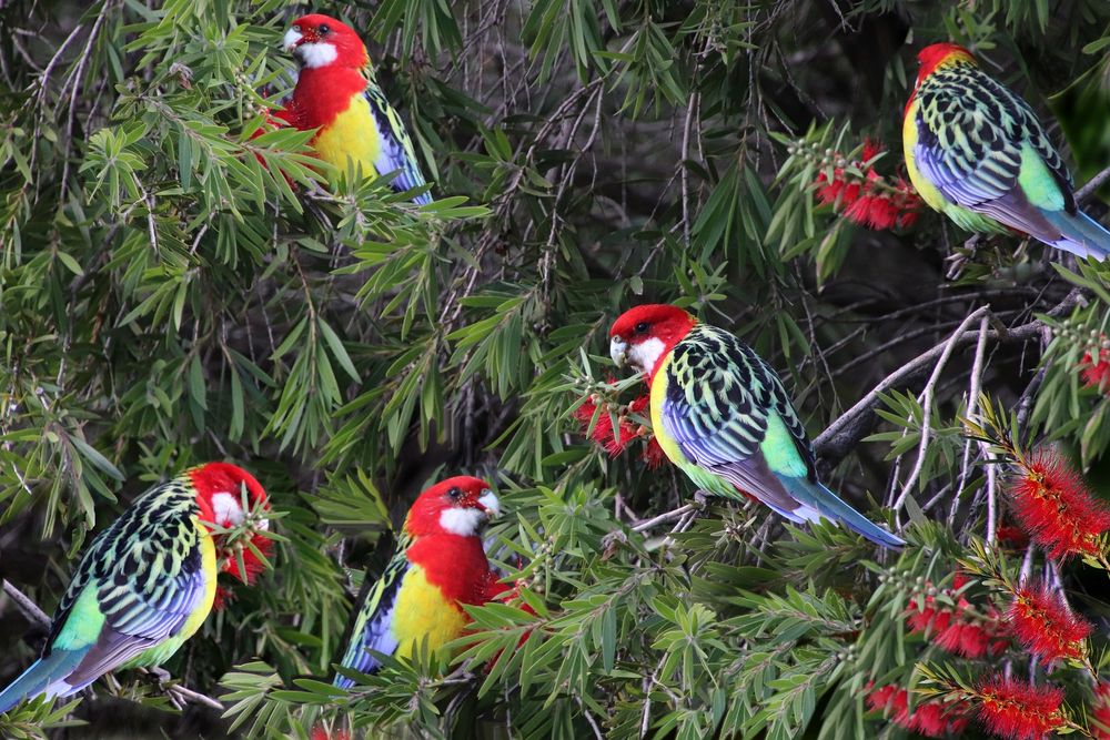 Розелла пестрая попугай