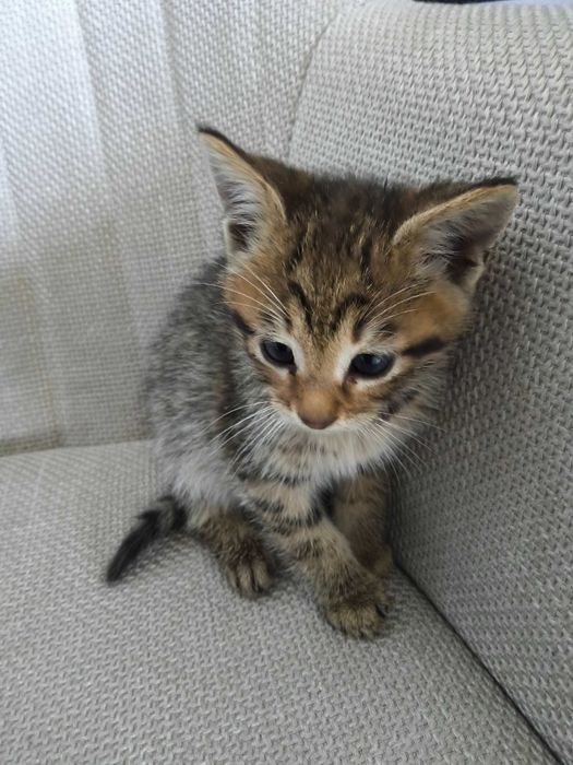 Малко домашно котенце, момченце на месец и половина, търси любящ дом