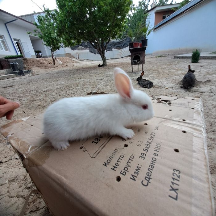 Quyon bolari narxi 50000 ming xar xil rang talnap olasizlartel:+998 99