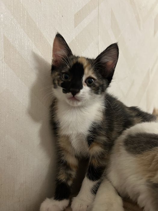 Котёнка отдам в добрые руки